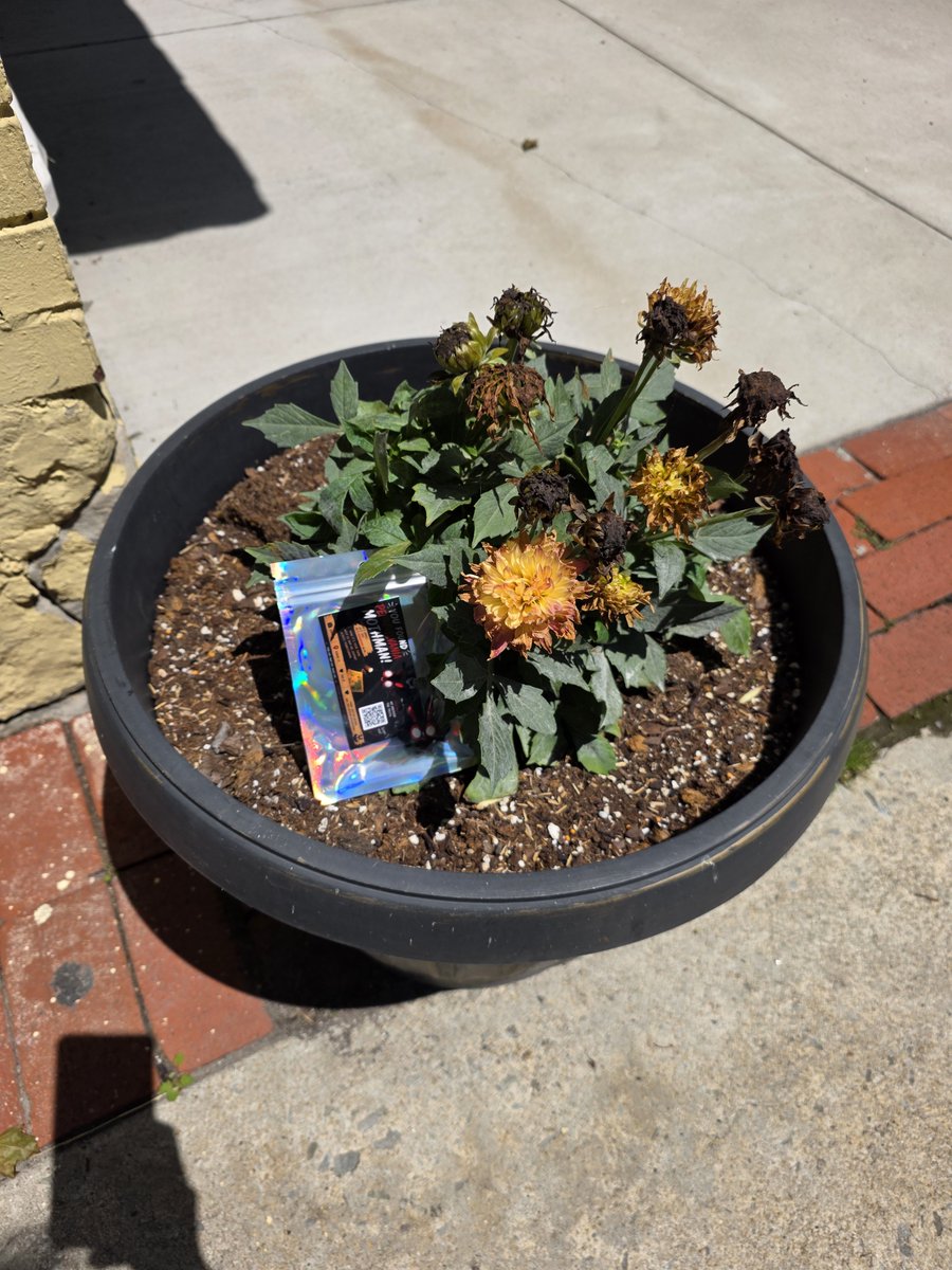 FindMothMan's tweet photo. This small town is forever remembered for its great flood, but today I'm hidden where colorful blooms sway in the breeze. Can you uncover My hiding place? Find Me, tag the exact location and prove you're worthy of tracking Mothman #MothManChallenge #FindMe #Pennsylvania #Cryptid https://t.co/aX9HQIgNrP