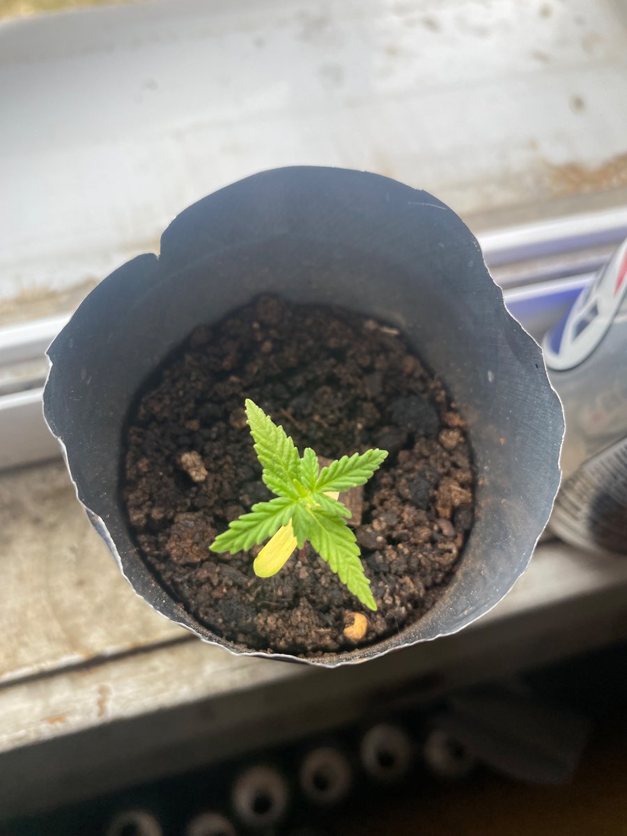 Oskosh4's tweet photo. Gorilla glue bonsai grown in Nunavut https://t.co/SuuWnAOwFN
