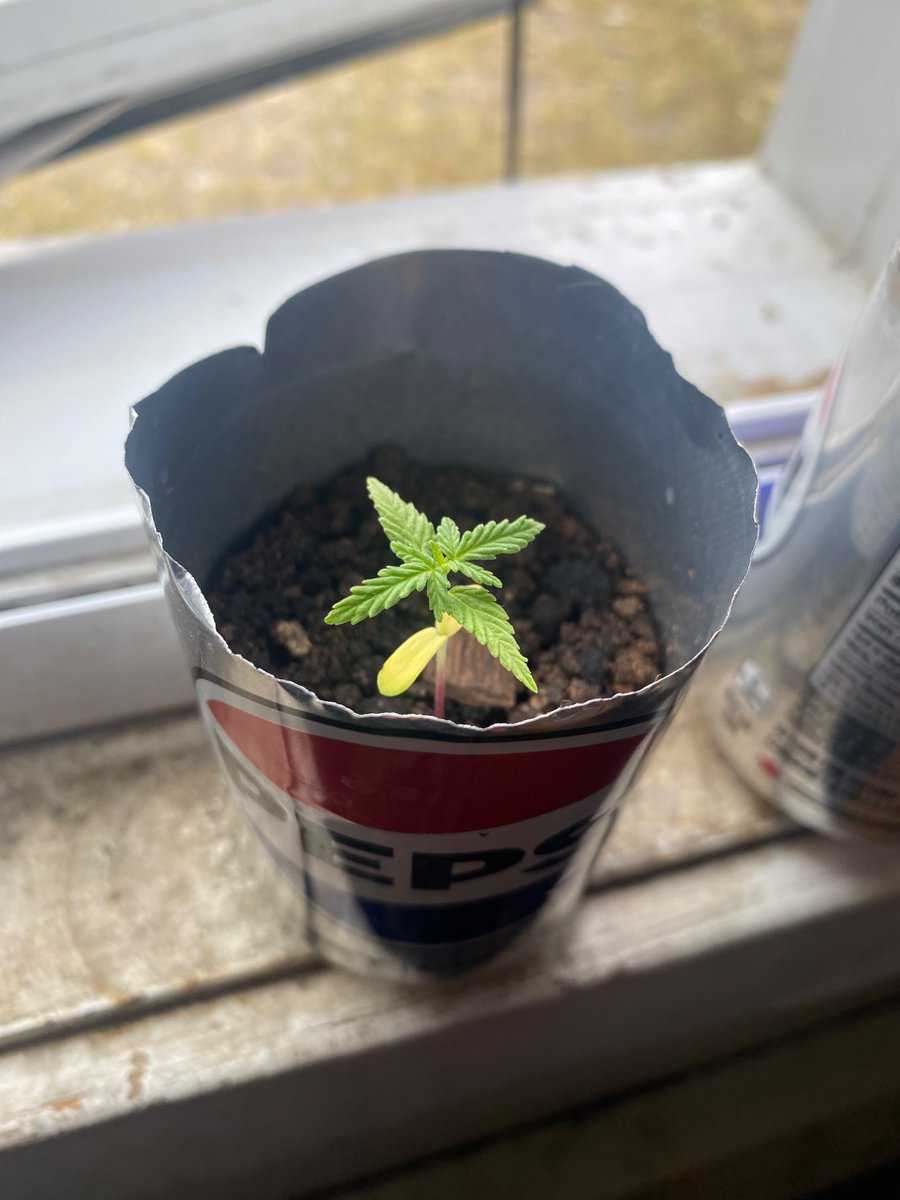 Oskosh4's tweet photo. Gorilla glue bonsai grown in Nunavut https://t.co/SuuWnAOwFN