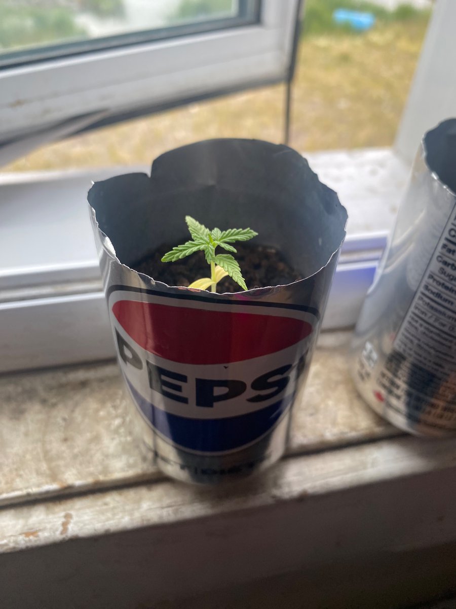 Oskosh4's tweet photo. Gorilla glue bonsai grown in Nunavut https://t.co/SuuWnAOwFN