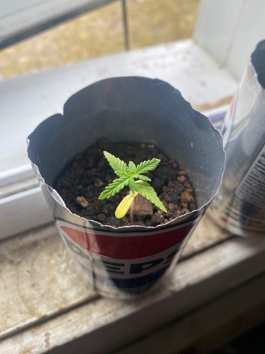 Oskosh4's tweet photo. Gorilla glue bonsai grown in Nunavut https://t.co/SuuWnAOwFN