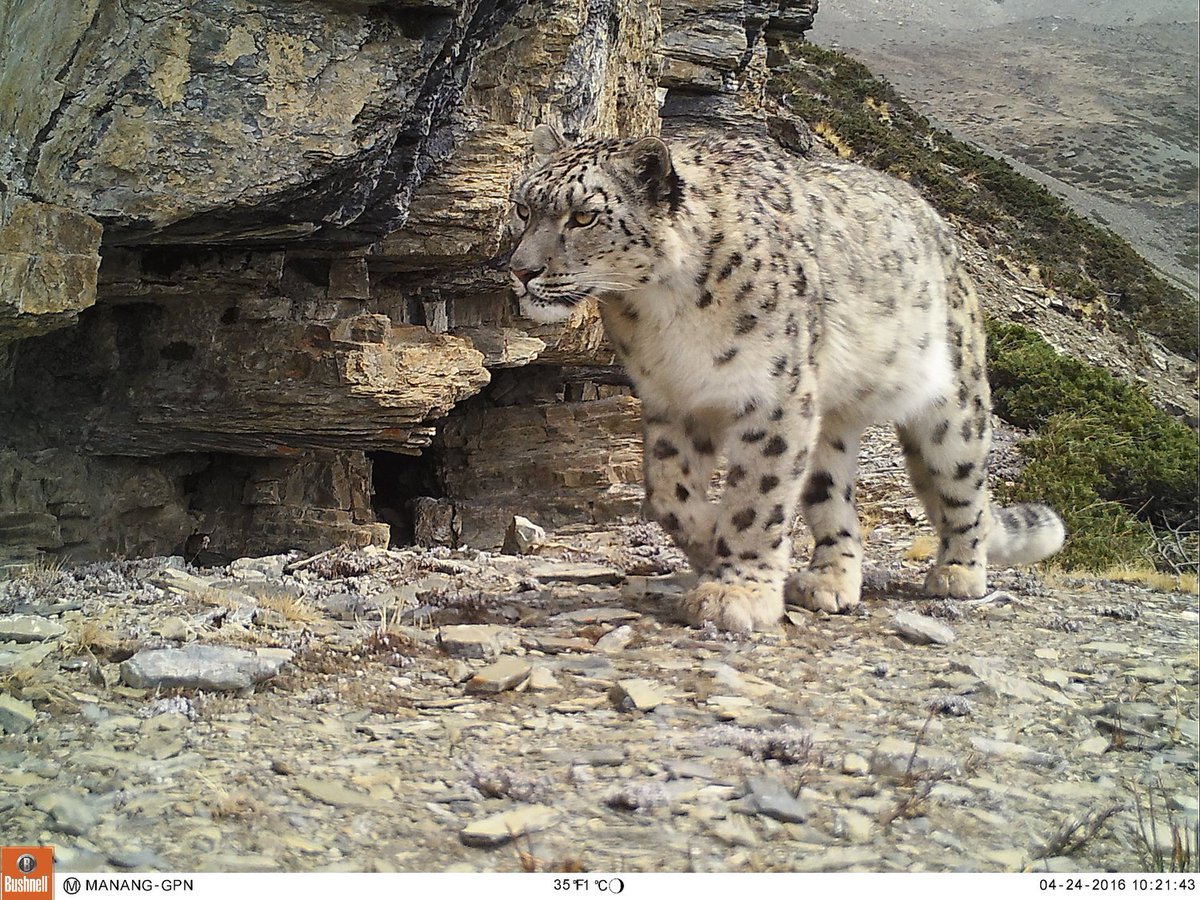 Trail_Cams's tweet photo. https://t.co/GgYA6v7kg4