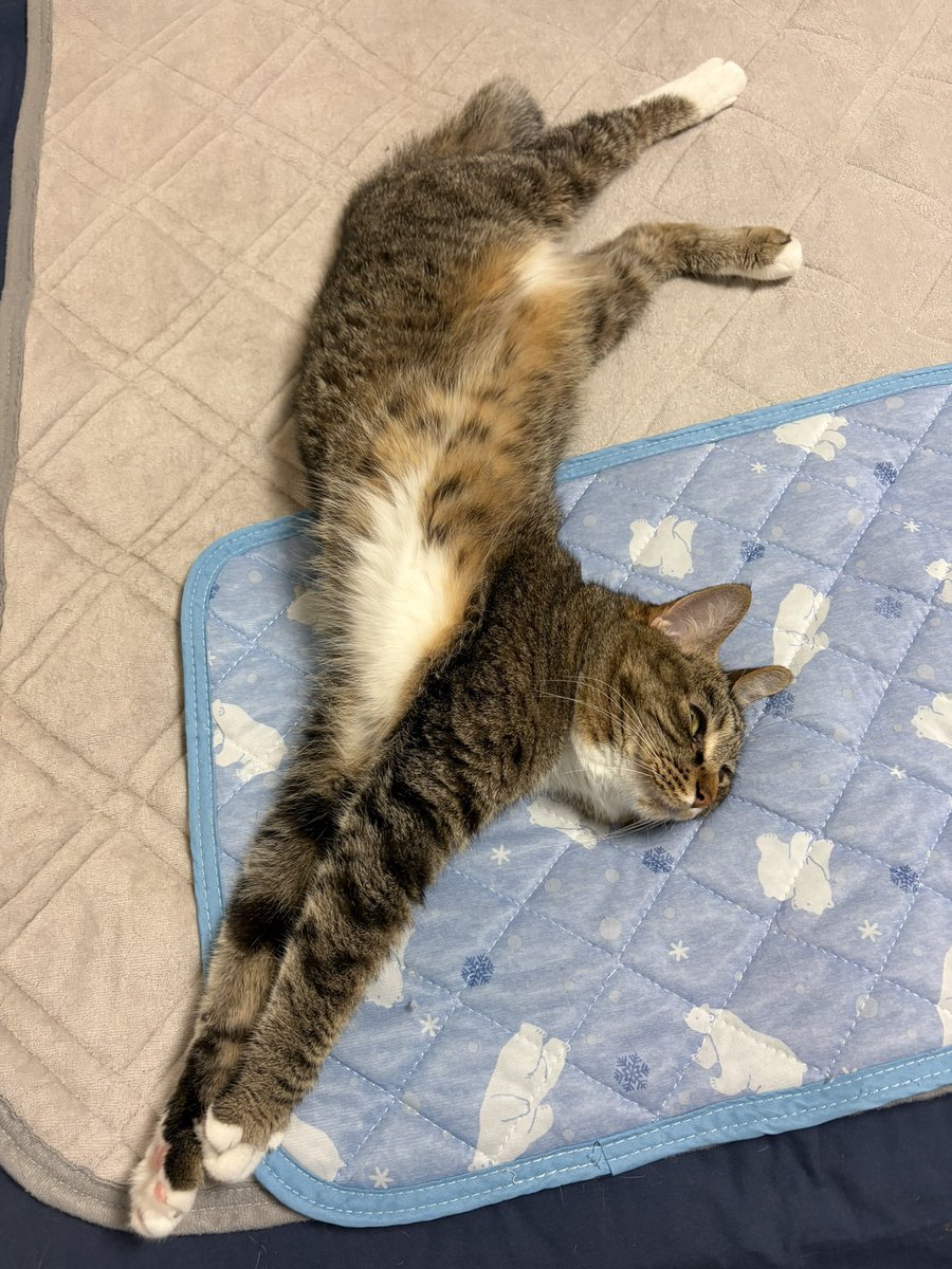 にゃ🐾8/15 C108(土) 南a-52a (@nyan_co3) / Posts / X