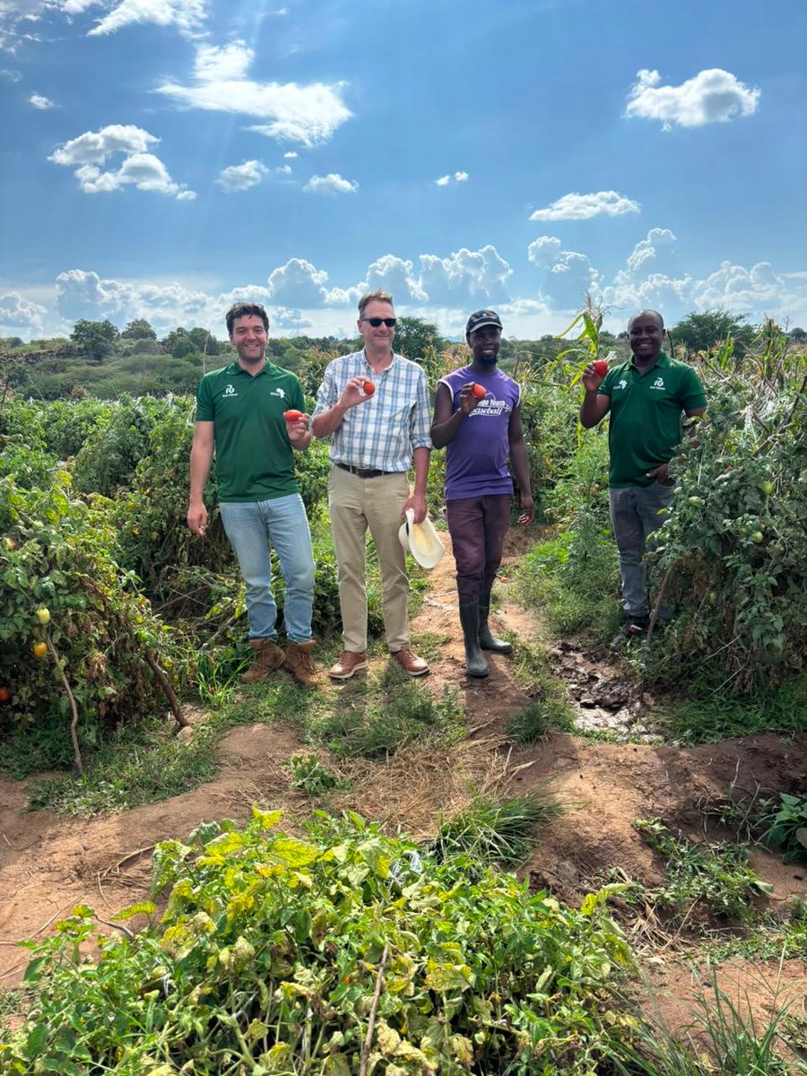 NLinKenya's tweet photo. While on field mission in Baringo County, Netherlands Ambassador H.E Henk Jan visited irrigated tomato farming supported by #HollandGreentech which has a sales agronomist offering advisory services. It’s business model is, building trust with the farmer.
#NLinvestinginASALs https://t.co/BRm3YWC9Fc