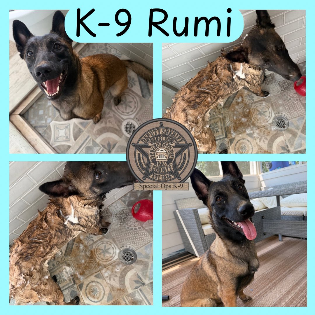 HCSOK9Division's tweet photo. When you find the only mud in the area…then your hoomans have to give you a bath! K-9 Rumi sure looks proud of herself. 🐾🤣 

#K9Rumi🐾💛 #MalinoisK9 #BathDay #RumiGirl🐾💛 #Maligator #ThatFace😍 #SpecOpsK9 #HappyGirl #Bathtime #SheLooksHappy #CSUK9 #HCSOK9Division https://t.co/URBx3ekBBt