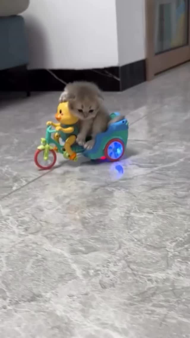 catsloversfeed_'s tweet photo. https://t.co/tPSAXulixl