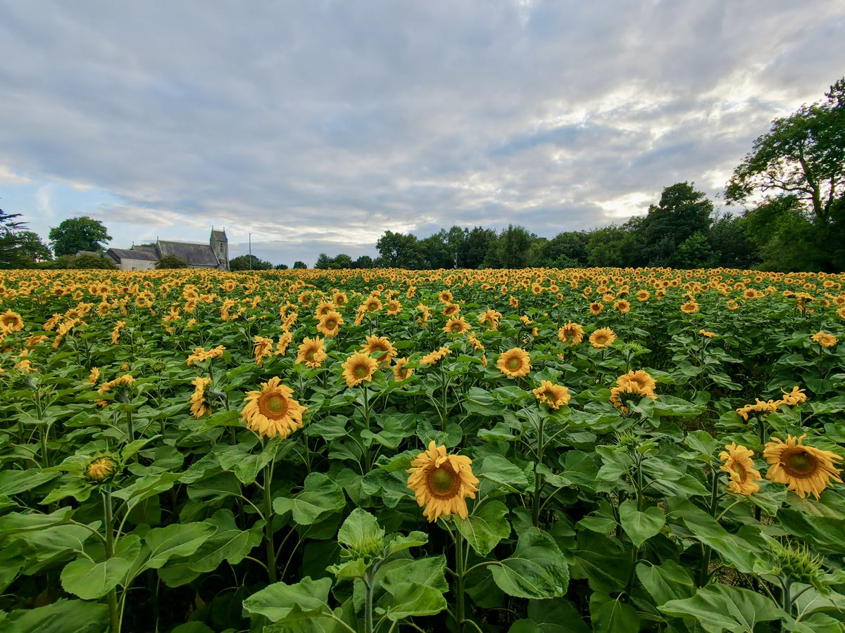 joeshowpro1's tweet photo. Check out Ballymoyer Sunflower Festival just outside Whitecross, only 20 minutes drive from Newry, Donate at the gate and have a look round, its beautiful up close 🌻 @barrabest @angie_weather @WeatherCee @geoff_maskell @bbcweather https://t.co/t2QElJsqDj