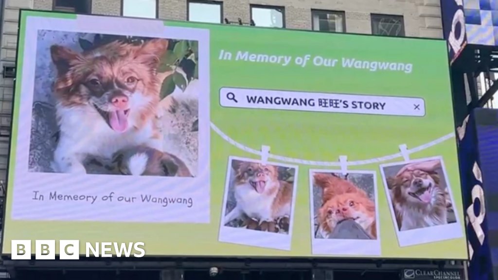 dogwarriorsfilm's tweet photo. Wang Wang was more than a stray dog. She was a mother. She was loved by her community. Her story has touched people around the world and raised a difficult question:

How do we create a world where animals are protected from cruelty?

#JusticeForWangWang #AnimalRights https://t.co/mgXZoGxJrQ