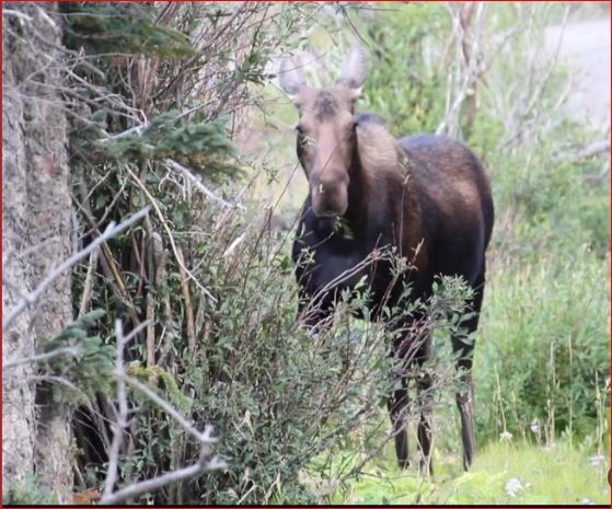 LisaWAuthor's tweet photo. Happy Labor Day and Moose Monday! Chill, refresh, hang out with family and friends, eat some leaves and enjoy a little holiday. https://t.co/mUmLnS6g96
