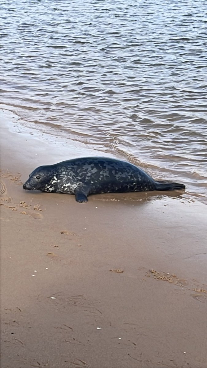 lesleyburrell's tweet photo. @DeputyGrocott Seal Beach north of Aberdeen. https://t.co/iyjPzgNUC4