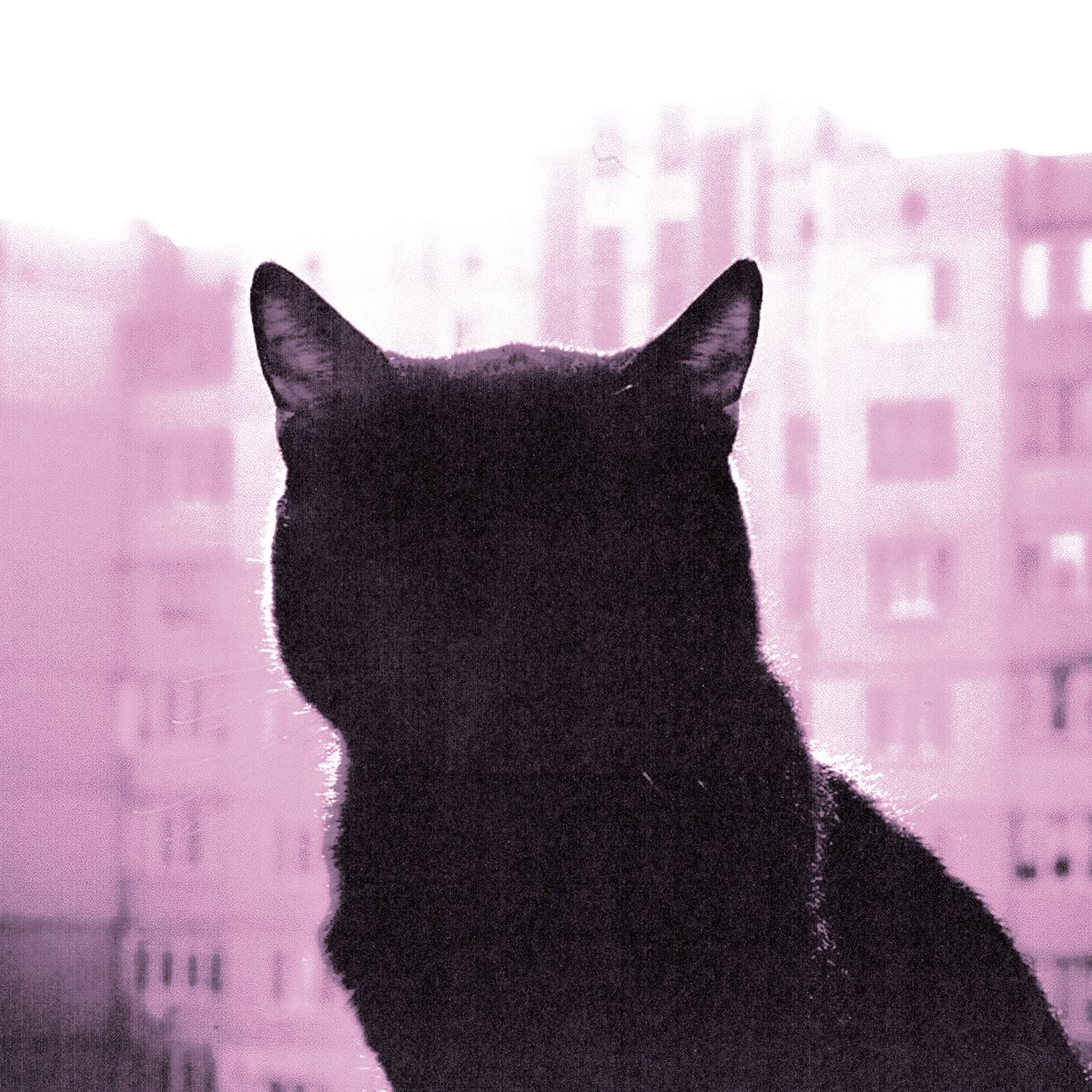 daylimns's tweet photo. calmaê ft. @elanadaras  
06 de agosto
18h

🐈‍⬛💗

faça o pré-save em:
https://t.co/xEJX7BvBh2 https://t.co/fBktPtnGpb