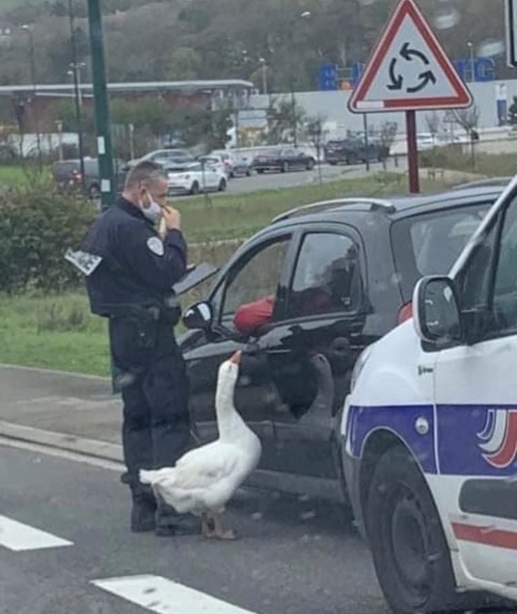 Goose tweet media