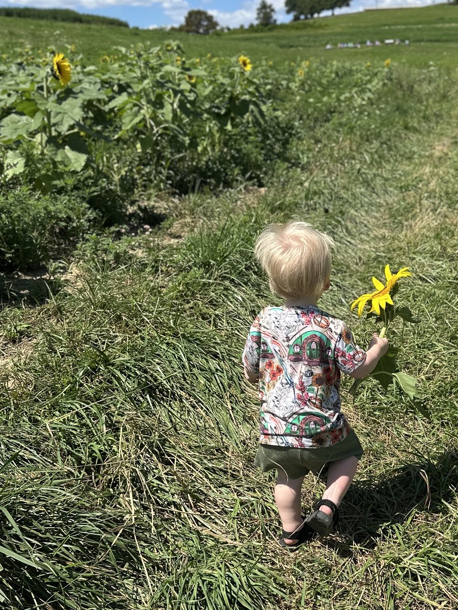 cheyrassic's tweet photo. It was hot and and sunny today, so I went to a new coffee shop &amp; sunflower field with my little dude (in matching LOTR sunflower outfits, of course)! https://t.co/VD31WGAGYN