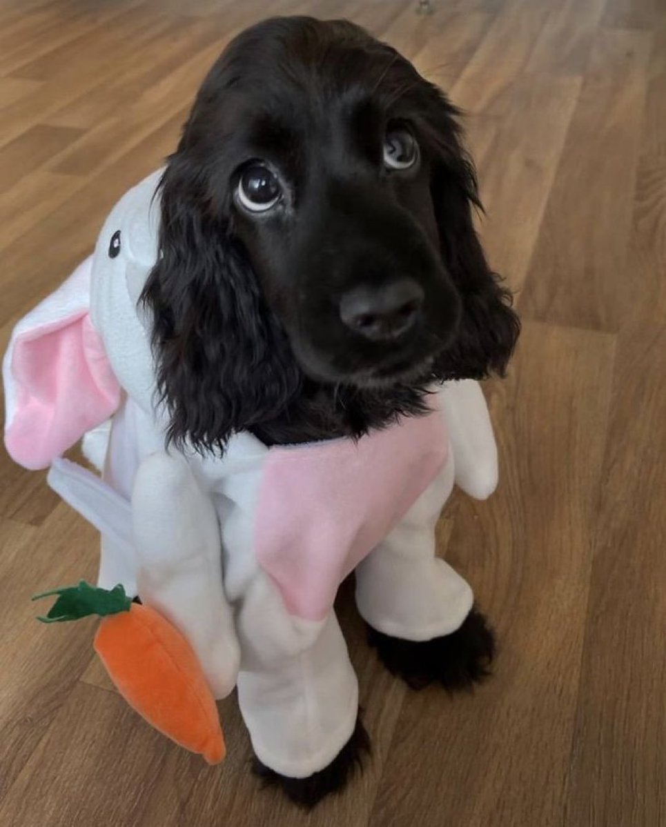 Dogslover41y's tweet photo. Am I cute or Not....? https://t.co/xnKt9BQMiE