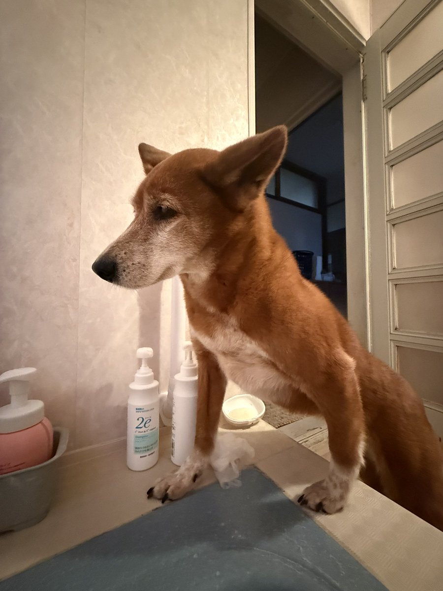 Makoto20180923's tweet photo. 名前　ココア

年齢 8歳

大きさは中型犬

体重は11キロぐらい

性格は超臆病、甘え���坊、警戒心の塊、慎重過ぎる性格、家の中では尻尾が上に上がってる事が多いけど
外では尻尾下げてる
怖がりだけど家に来る人と犬好き

逃げた場所　自宅

#迷子犬 
#雑種
#拡散
#宇城市
#熊本地震
#熊本県 https://t.co/OKW4vnSxdL