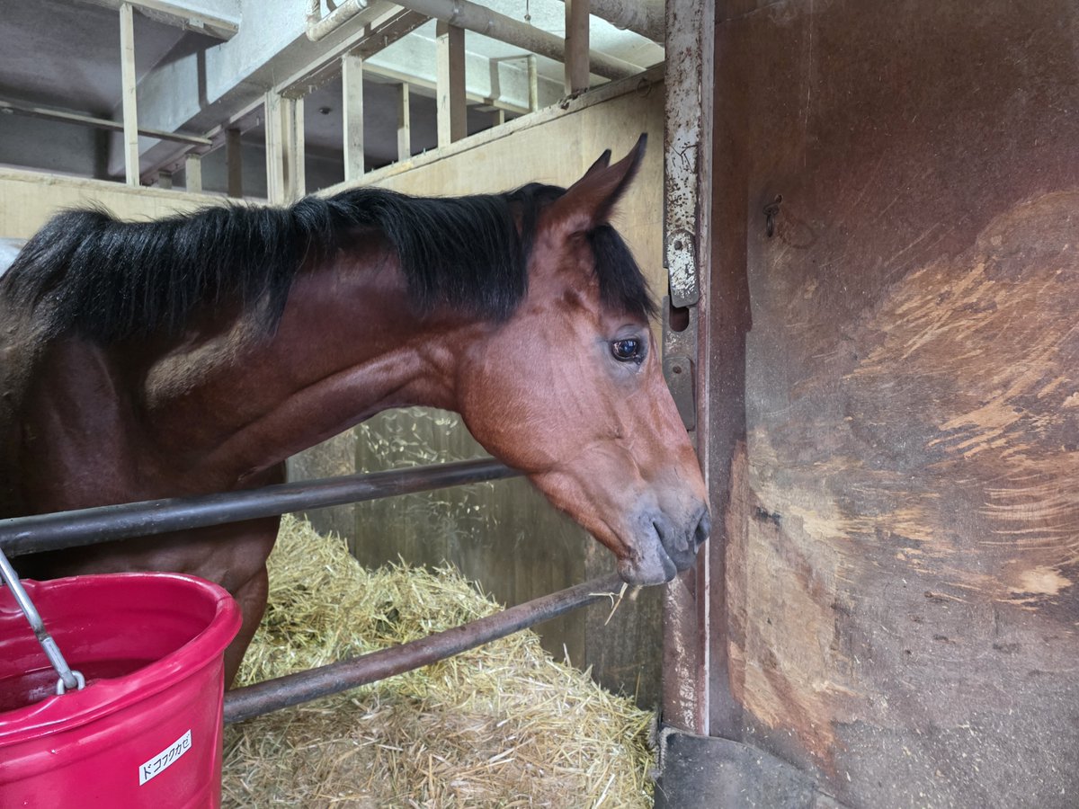 black_caesar711's tweet photo. 本日の出走馬🐴

5R発走時刻17:00
スパーキングデビュー新馬2歳(八)(ハ)1400m
1枠1番ドコフクカゼ新原周馬騎手

7R発走時刻18:00
オーブ賞3歳(四)1500m
2枠2番ドナエポナ岡村健司騎手

10R発走時刻19:40
迅速(じんそく)賞C1選定馬900m
7枠10番プレストヴィーナス張田昂騎手

11R発走時刻20:15
かなテクカレッジ記念B1B2(一)1500m
7枠10番クアトロフォンテ本橋孝太騎手

応援よろしくお願いいたします‼️
#川崎競馬 #長友豊厩舎
#ドコフクカゼ #ドナエポナ #プレストヴィーナス #クアトロフォンテ
