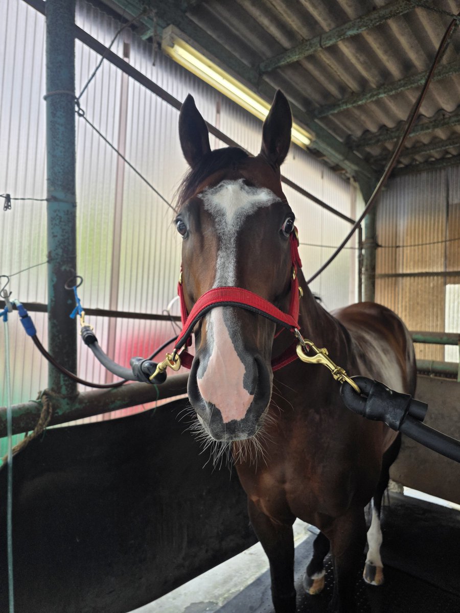 black_caesar711's tweet photo. 本日の出走馬🐴

5R発走時刻17:00
スパーキングデビュー新馬2歳(八)(ハ)1400m
1枠1番ドコフクカゼ新原周馬騎手

7R発走時刻18:00
オーブ賞3歳(四)1500m
2枠2番ドナエポナ岡村健司騎手

10R発走時刻19:40
迅速(じんそく)賞C1選定馬900m
7枠10番プレストヴィーナス張田昂騎手

11R発走時刻20:15
かなテクカレッジ記念B1B2(一)1500m
7枠10番クアトロフォンテ本橋孝太騎手

応援よろしくお願いいたします‼️
#川崎競馬 #長友豊厩舎
#ドコフクカゼ #ドナエポナ #プレストヴィーナス #クアトロフォンテ