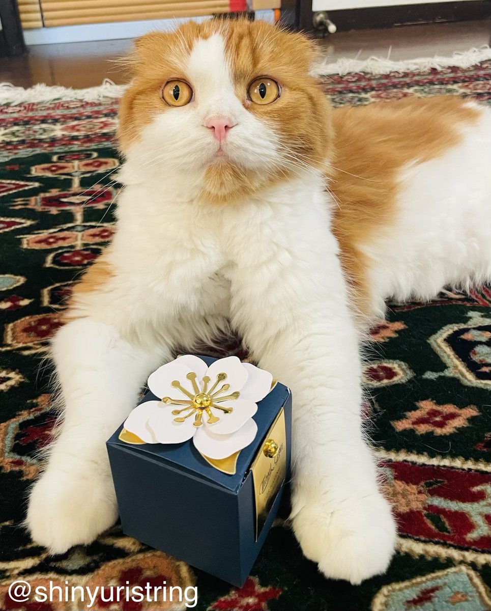 shinyuristring's tweet photo. mew mew mew..

猫語からの翻訳

「扇風機の真下に風は来てるの〜？」と言われてもココが好き、事務局長Mimmyニャ！
今日で7月が終わりにゃんですって！

#7月を写真4枚で振り返る
#団員募集中
ｺﾝﾄﾗﾊﾞｽ https://t.co/fLzo9QcL9C