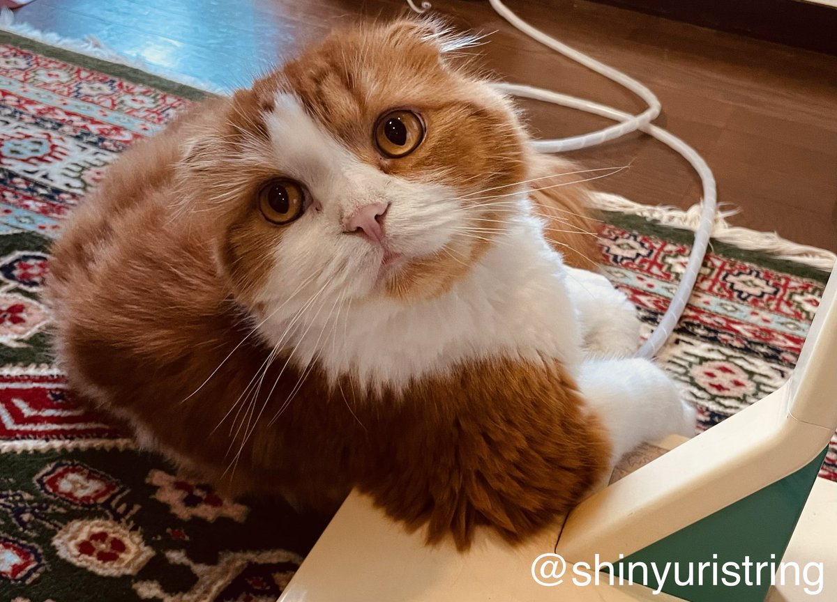 shinyuristring's tweet photo. mew mew mew..

猫語からの翻訳

「扇風機の真下に風は来てるの〜？」と言われてもココが好き、事務局長Mimmyニャ！
今日で7月が終わりにゃんですって！

#7月を写真4枚で振り返る
#団員募集中
ｺﾝﾄﾗﾊﾞｽ https://t.co/fLzo9QcL9C