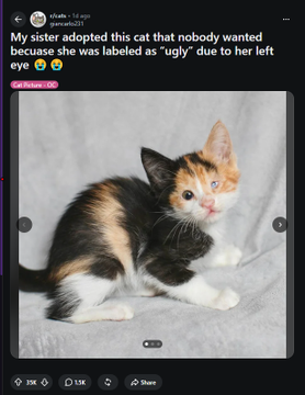 BendyNFA's tweet photo. GUYS I FOUND THE GOOD VIRAL CAT NARRATIVE ON REDDIT:
https://t.co/Lew4CcSJ8t

So someone adopted the cat that nobody wanted and called ugly

This is truly inspiring story and got 35K+ upvotes less than a day

EVERYONE IN COMMENTS GOING INSANE, WE SHOULD RUN THE "CET" https://t.co/RVGg17fqnz
