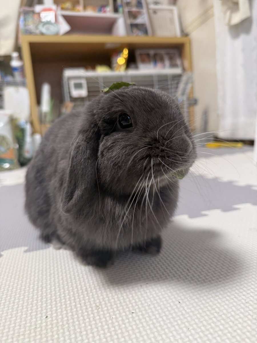 okogedanbo's tweet photo. 頭についてるよ？🐰 https://t.co/DQQZ0bb2zC