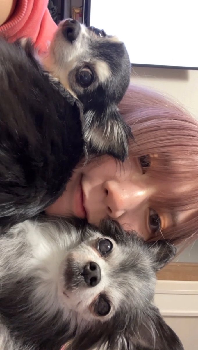 nico___chyam_'s tweet photo. お誕生日を迎えて
28さいになりました👑🍾
パワフルな30さいを目指して
元気に生きていきます❕❗️

（これは数年前のわんころたちとまや） https://t.co/nrFkTA20xZ