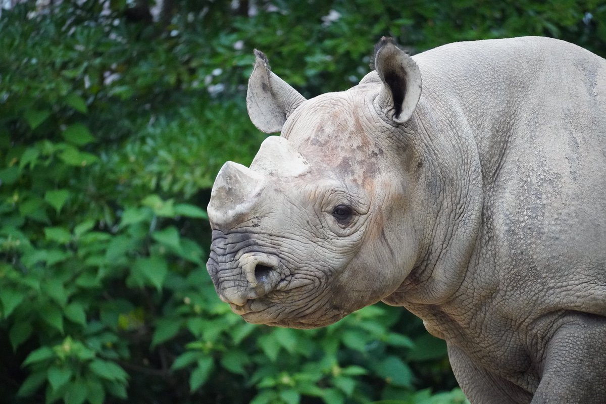 shirokumaroko's tweet photo. おはようごサイます❣
＃31日はサイの日
＃ユキ
＃ヒガシクロサイ
＃八木山動物公園 https://t.co/6fCSmyxvyD