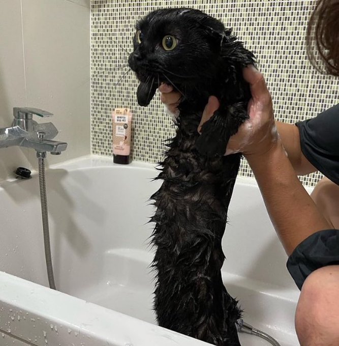 nekokolife's tweet photo. お風呂入って蛇みたいになってた猫 https://t.co/OQloV5Mtxz