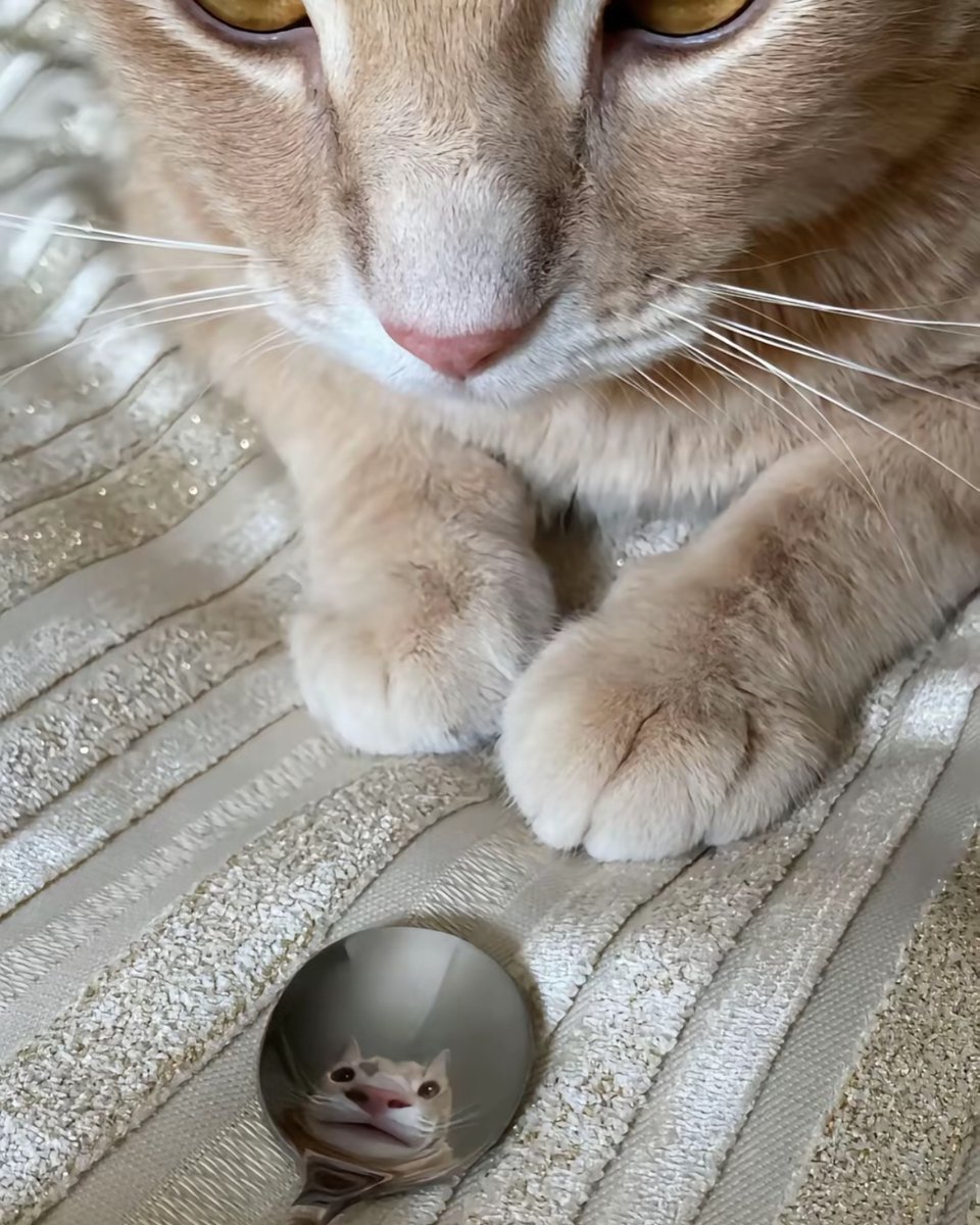 PunchingCat's tweet photo. https://t.co/mTz8OhvfuC
