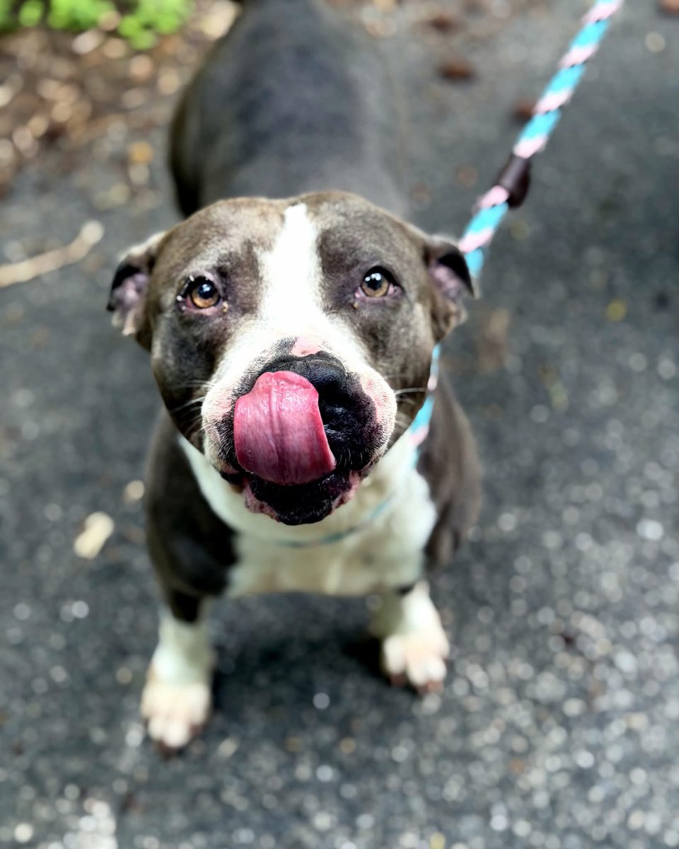 dogs_dc's tweet photo. Thursday, July 30, 2026

PLEASE🙏 share for:

Petersburg Animal Care and Control
1600 Johnson Road
Petersburg, VA  23805

(804) 732-3654

Her only flaw is loving❤️ people too much.

Bellamy🐾🐾 nudges your hand the second the petting stops. She melts into your side like she’s trying to close every last inch of distance.
Which makes her situation quietly heartbreaking: she’s spent 4 months in a kennel, where the people always go home at the end of the day.

She arrived as a stray in rough shape. She healed. She stayed sweet. She stayed trusting.
Now she’s just waiting.
🐾 Pit bull, about 1 year old
🥰 Professional snuggler and hand-nudger
🐕 Friendly with other dogs
🏡 Needs a home where someone’s around often (apartment life isn’t for her)
💉 Spayed and fully vaccinated
The dog who hates being alone shouldn’t live in a kennel.

Be the person❤️ she’s waiting on.
Email her to meet:
📧 adoptpetersburg@gmail.com | Petersburg Animal Care & Control
#AdoptDontShop #PetersburgVA #PitbullsOfInstagram #RescueDog #AdoptableDogs