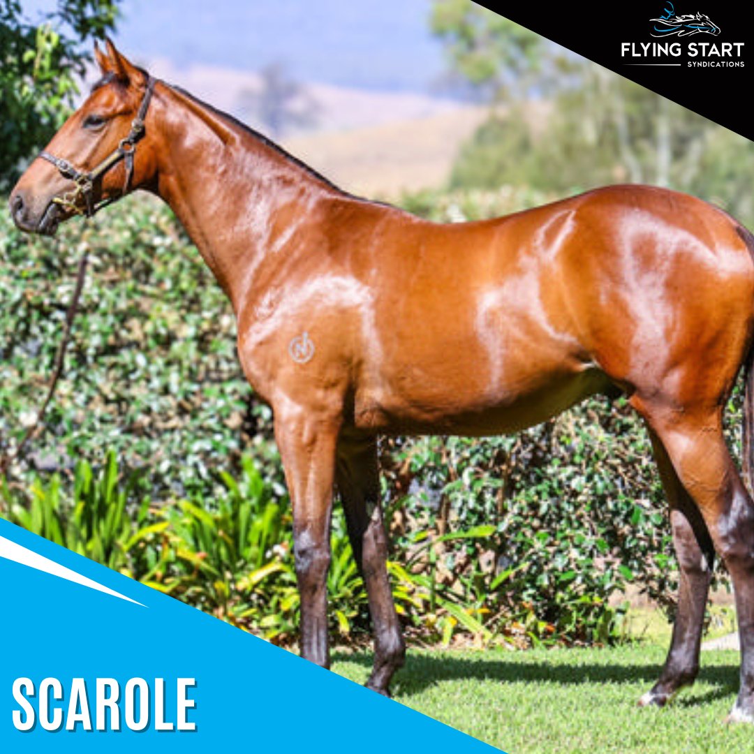 Ourhorsesfly's tweet photo. 🕺 SCAROLE (Elmo) makes his race debut today at Geelong @geelongraceclub (Race 4) 

The colt has been well educated at the jumpouts so we're hoping he can make a good 1st impression 🙏 

⚫⚪🔵 Good luck to all his owners 😍 https://t.co/Z48dJ7gccz