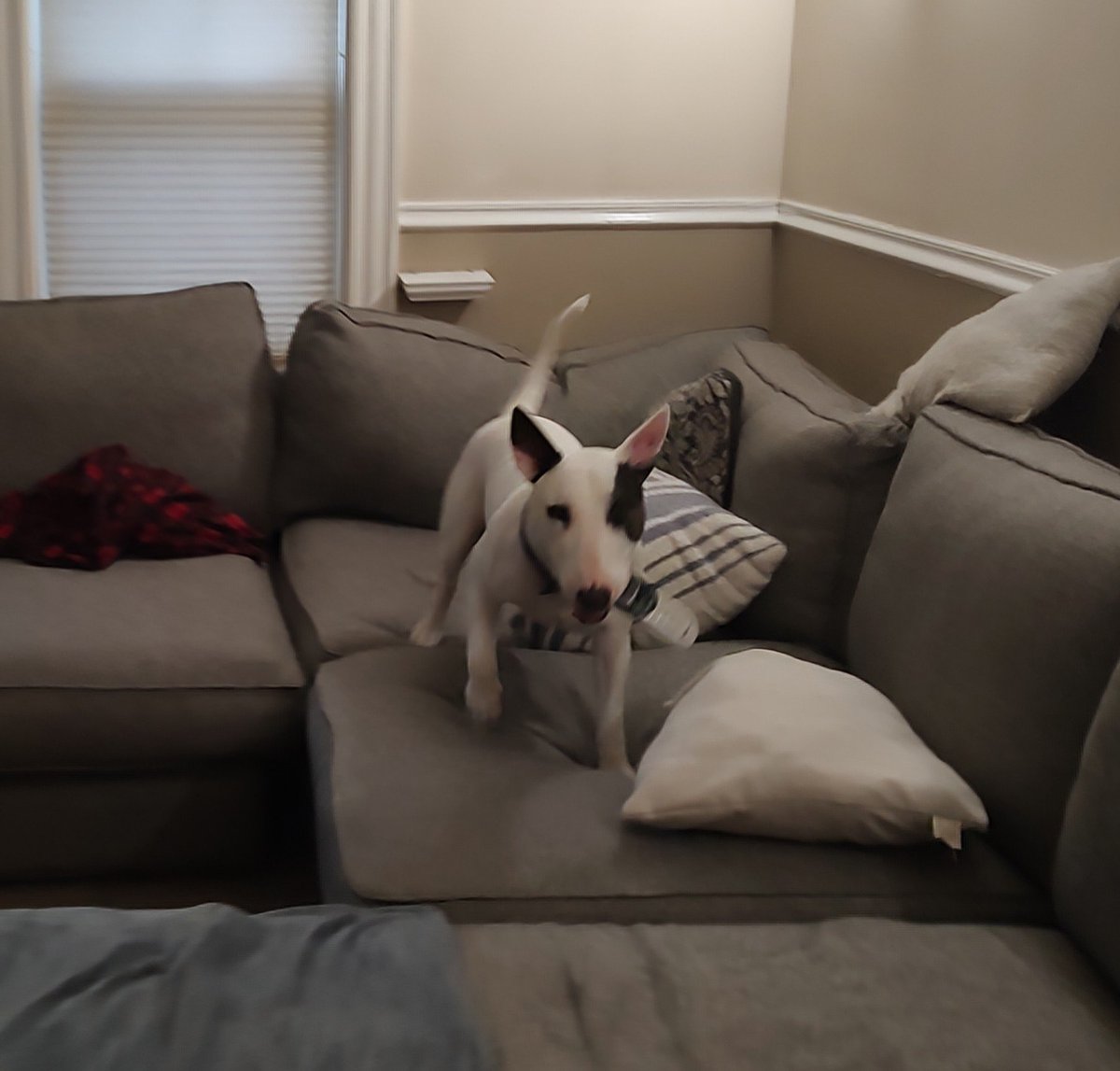 Spike The Rescue Pup & Rex The TV Terrier ®🌈🐾 tweet media