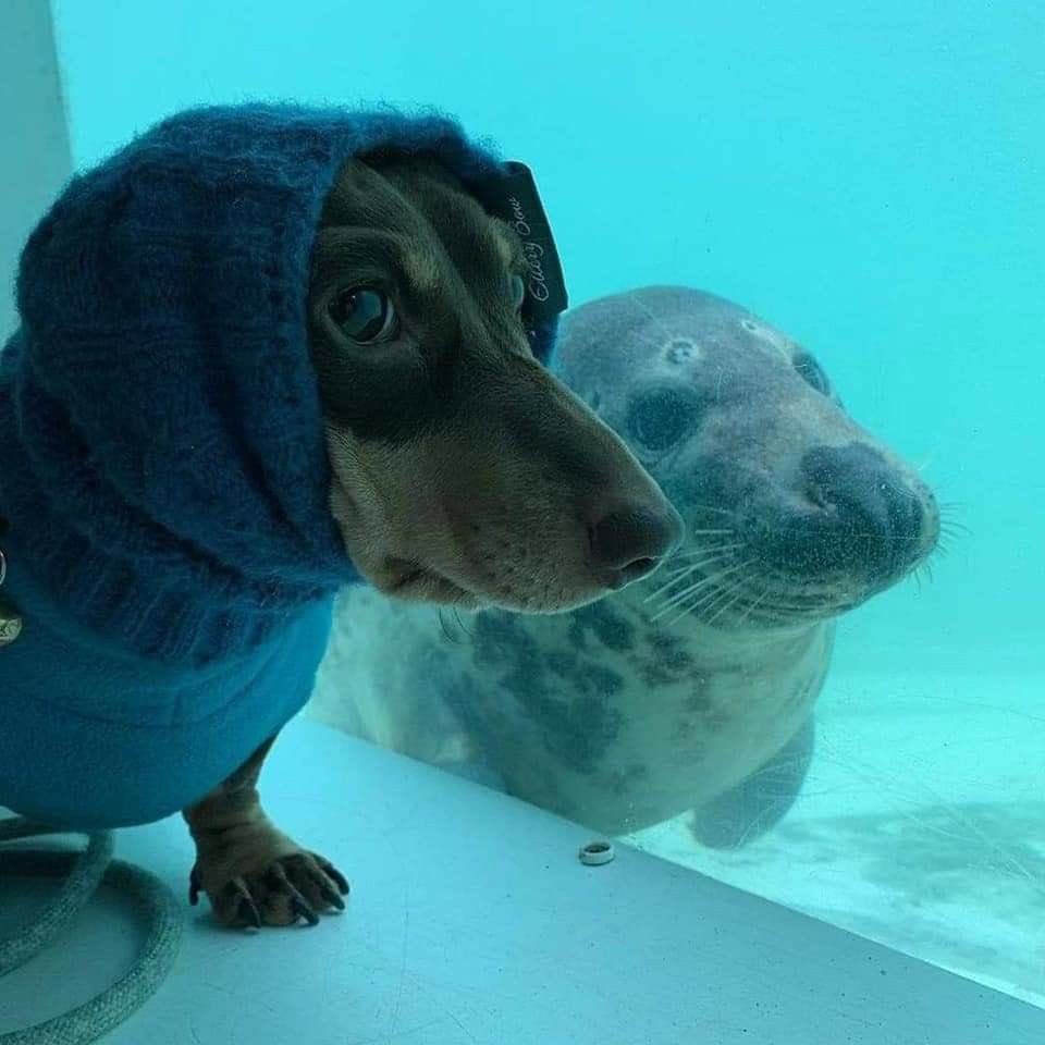 wanparadawan's tweet photo. 水族館に通いすぎてアザラシに親友だと思われてる犬見て https://t.co/0DE2ARqLaG