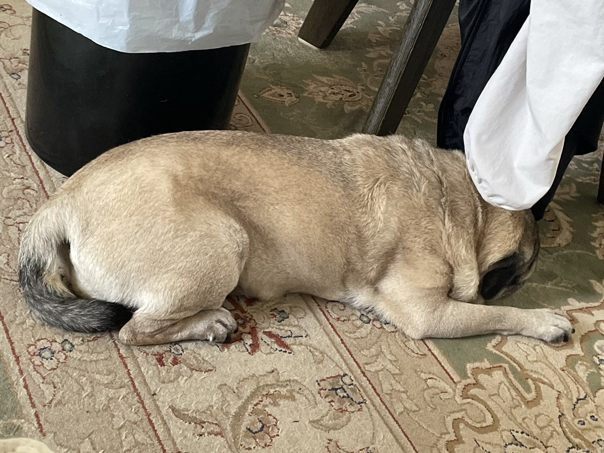 fumkachan's tweet photo. ウチのパグのハナ子さん

この位置はリビング入口も飼い主のくつろぐ姿も見張れる場所だと飼い主は最近気がついた…（遅っ😅）
 #パグ  #思い出 https://t.co/13GHc5y8uQ
