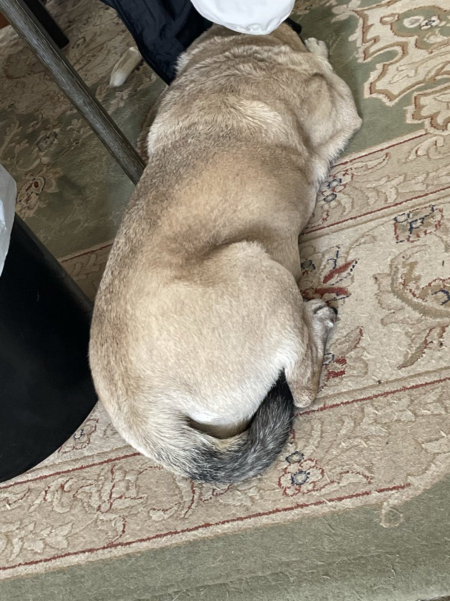 fumkachan's tweet photo. ウチのパグのハナ子さん

この位置はリビング入口も飼い主のくつろぐ姿も見張れる場所だと飼い主は最近気がついた…（遅っ😅）
 #パグ  #思い出 https://t.co/13GHc5y8uQ