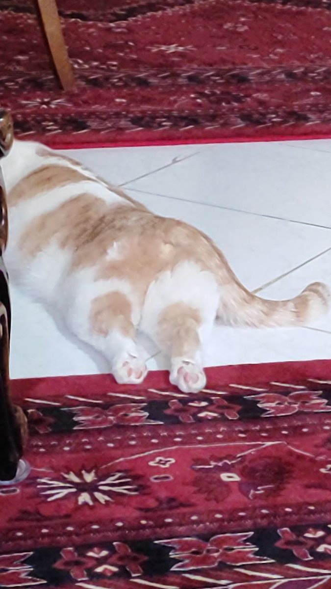 Meysa_rez's tweet photo. @Badbunnyis مخمل تقریبا ۷ کیلو عشقه😔😂 https://t.co/reQSHkUxRn
