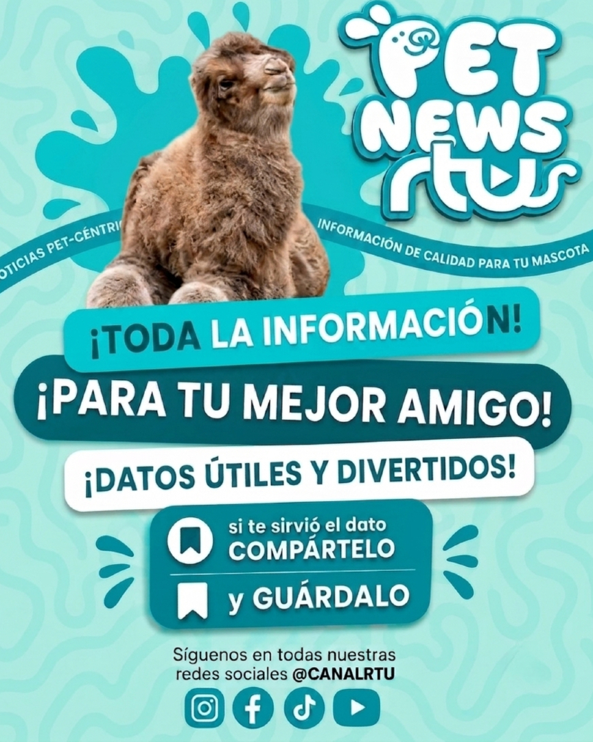canalrtu's tweet photo. 🐪✨ Al recostarse, las crías de camello crean una curiosa ilusión visual: sus patas pueden parecer pequeñas ruedas de peluche por la forma en que doblan sus extremidades.

¿Lo habías notado? 👀

#RTUDigital #PetNews #Camellos https://t.co/bQI2wEnFHm