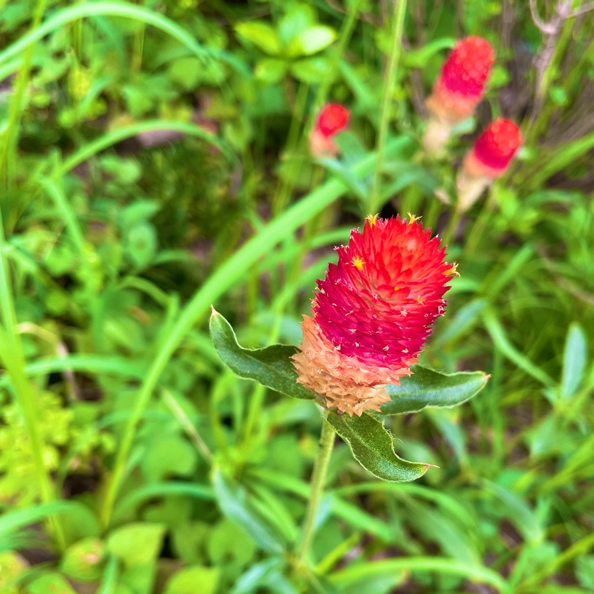 depression1203's tweet photo. 7月最終日を迎えて

【生存確認会】  2026.7.31

生きた証で繋がる世界🌏🪐🚀🌌✨

　今日も同じ空の下で、
　　どこの誰かも分からぬあなたと、
　　　生きた証を分かち合いたくて💐

この地上のどこかで、
　見上げた空を、眺めた花を、
　　見つめた景色を、感じた繋がりを、

どこの誰かもわからぬあなたと、
　生きた証を分かち合いながら、
　　生きた戦果を称え合いながら、

刻み込むようにして、
　ナンダカンダでまた1日、

酷暑にもマケズニ、
　熱中症に気をつけて、
　　水分補給も忘れずに、

それぞれの現実世界でマイペースに、
　互いのご自愛とご武運を祈り合って。

【ご案内】夢の世界の眺め方🌠

Ｘ仕様変更に伴い、

「わたしの生きた証」
　　　→ポスト欄から🌅

「わたしとあなたの生きた証」
　　　→リポスト欄から🪐🚀🌌

それぞれ、トップページの
　縦のスクロールで展覧できます🤩

夢ミル活動を展覧いただき、
　応援いただけたら嬉しいです📣

【共有事項】運営者本体の現状

Ｘのやり過ぎで手首が腱鞘炎、痛みがありながらもタッチペンでなんとかやりすごしている生活が続いています🖊️📱🥲

星になるまで1日でも長く継続していきたい気持ちが強く、引き続き持続可能性を追求していきます🫡

返信は「🤝」としてご理解いただいた方のみ、意欲ベースでご参加いただけますと幸いです🙏

引用リポストでのご参加、
　「本日初の分かち合い参加」
　　も大歓迎です🧙‍♂️🪄✨

変わりたいけど、変われない。
　変わらない日常の景色が、
　　ほんの少しずつだとしても、
　　　息吹き始めますように🌱

それでは、
　本日の「生きる」を、
　　一緒に始めましょう💫

どんな現実を生きていようと、
　Ｘの夢の世界では、
　　どこまでも自由に、あなたらしく。

「わたしの生きた証」が、
　あなたを癒せますように。

「わたしとあなたの生きた証」が、
　どこかの誰かを、癒せますように。

見上げた空とＸに感じた繋がりを信じて、

今日も同じ空の下、ミルっとサバイヴ！
共に最幸到達地点まで🤝☀️🍀🥤🧙‍♂️🪄✨