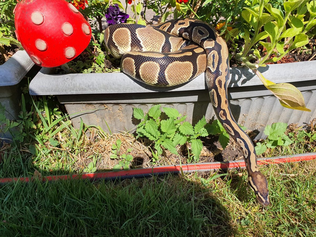 SerpentEmpress_'s tweet photo. Some photos my dad took of Harley my snake in his garden 💜🐍 #royalpython #ballpython #snake #garden https://t.co/rYwCsW6lIu