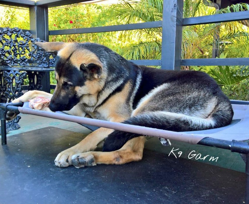 K9Garm's tweet photo. Have a nice evening everyone.

The moose and his first raised bed. Evidently, it wasn't quite robust enough for my sturdy boy. He didn't care. He fell through and proceeded to gnaw on a big hunk of frozen meat on it. Best boy. https://t.co/uYJjBh4g7X