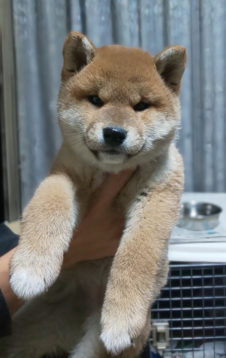 kaitakensya's tweet photo. ザ！シバイヌ！！
って感じがいいですね～😍
＃柴犬の魅力を発信 https://t.co/8CC7z5W1xQ