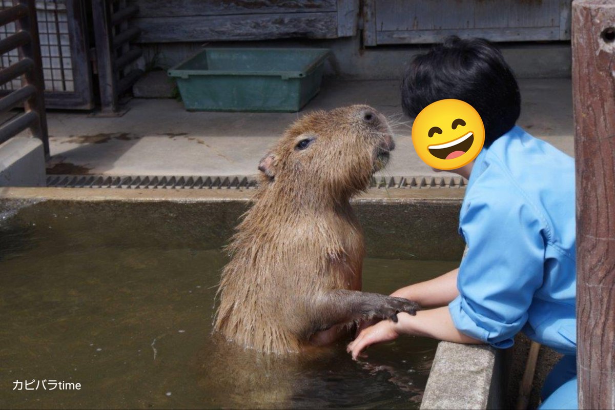 capyzoo's tweet photo. おはようございます😊 https://t.co/rwFPIcDZYC
