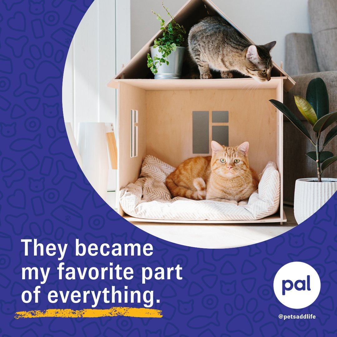 PetsAddLife's tweet photo. Somehow, they turn ordinary days into the ones I remember most.

#petlife #petcare #petlovers https://t.co/7TJweiSFRn