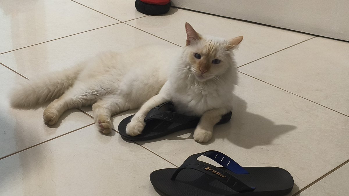 TryFlamingo's tweet photo. Gato gordo se apossou do meu chinelo https://t.co/r4XKHcF0bP