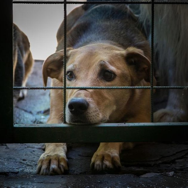 poptime's tweet photo. STF confirma que as prefeituras têm o DEVER constitucional de proteger cães e gatos abandonados ou feridos e NÃO podem transferir essa obrigação para ONGs. https://t.co/Sq46pgzX7s