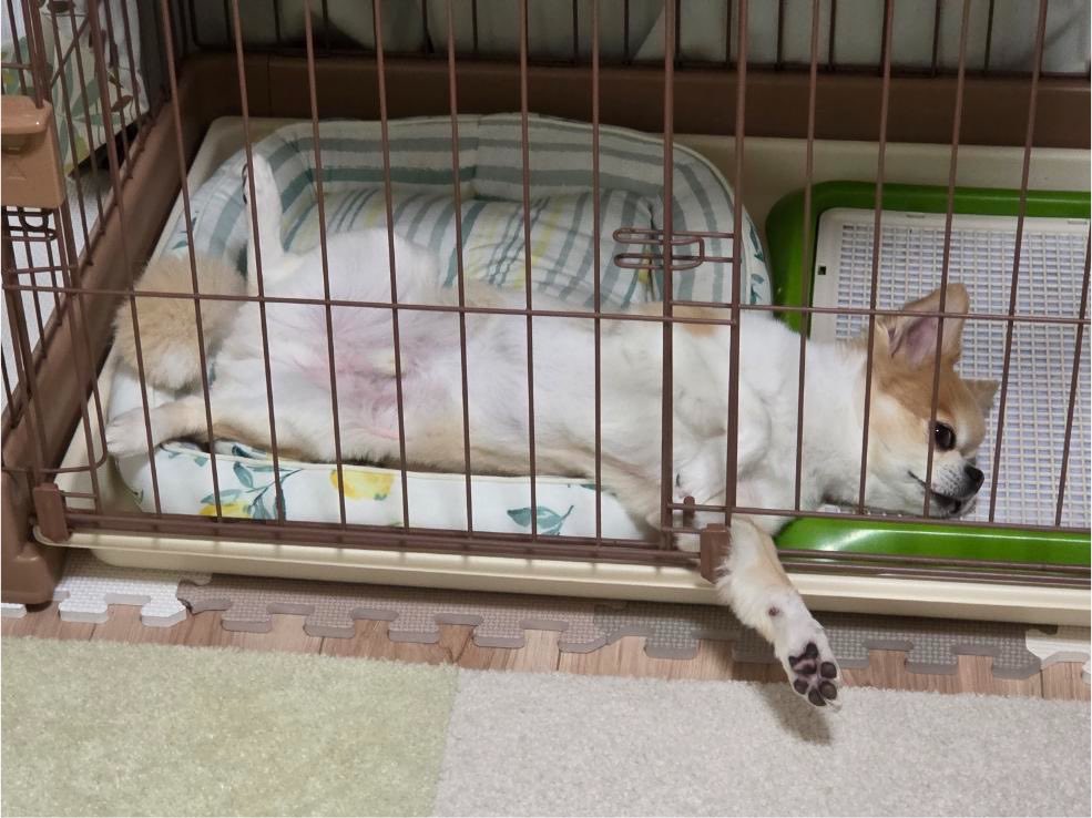 hanimaru38's tweet photo. 暑い　なぜ手だけ外に出た？
#dog #ちわわ #いぬ #いぬのいる暮らし #4キロ #わんこ #夏 #へそてん https://t.co/Rm2WLCoChs