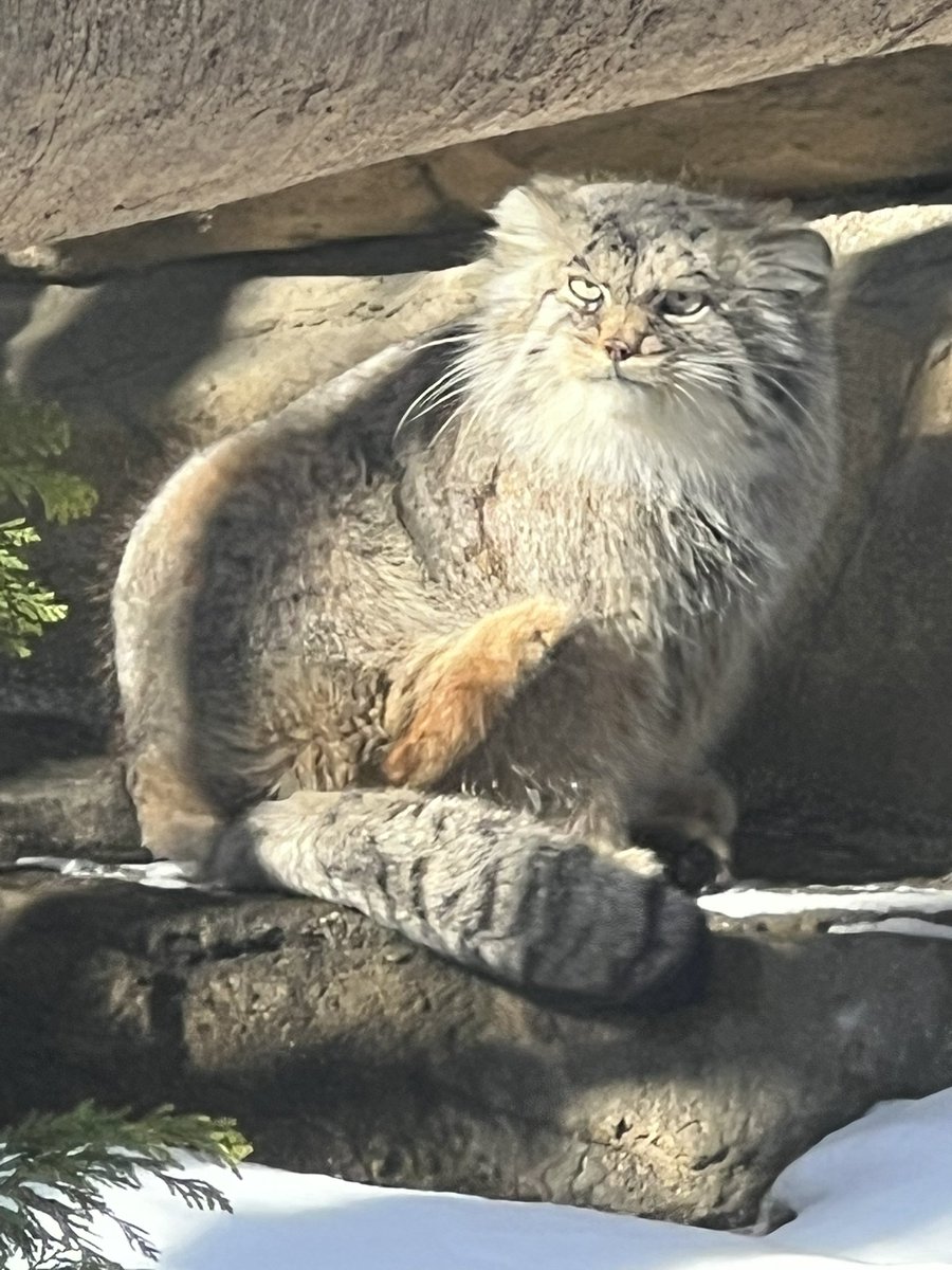 mucctk9655's tweet photo. カキカキ
#ポリー
#マヌルネコ
#那須どうぶつ王国 https://t.co/7YDFX6ltUj