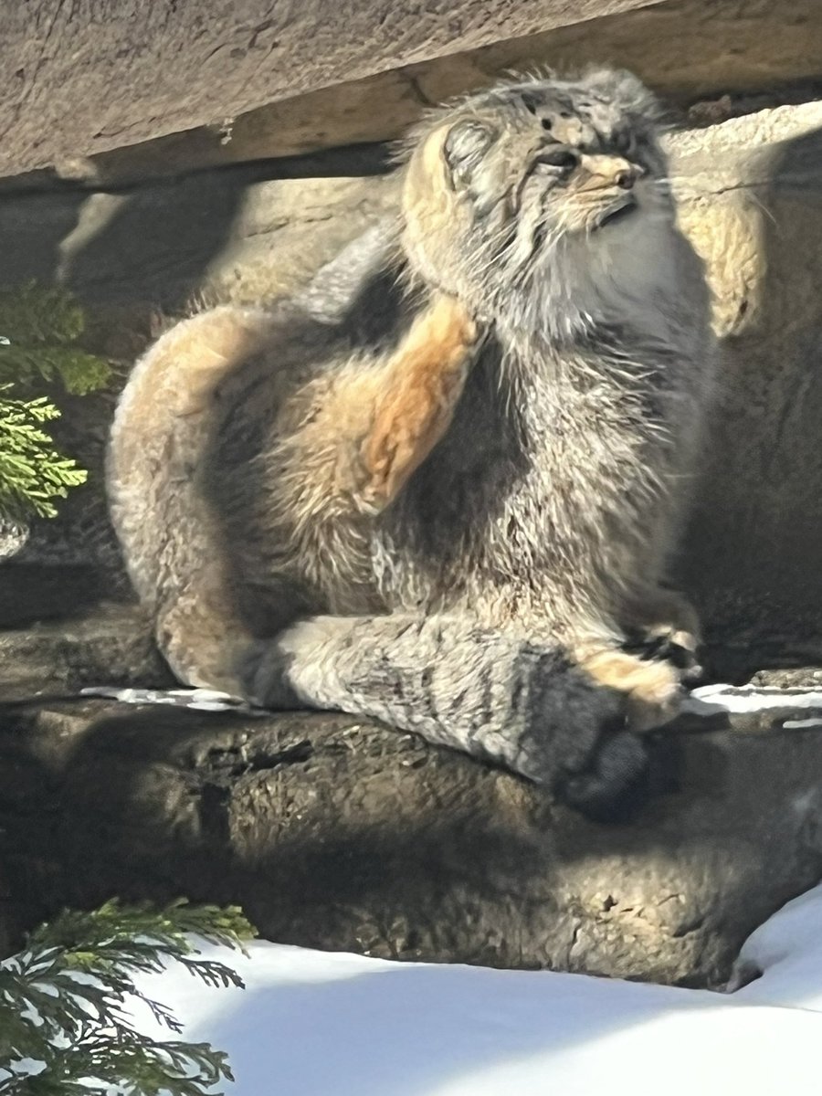mucctk9655's tweet photo. カキカキ
#ポリー
#マヌルネコ
#那須どうぶつ王国 https://t.co/7YDFX6ltUj