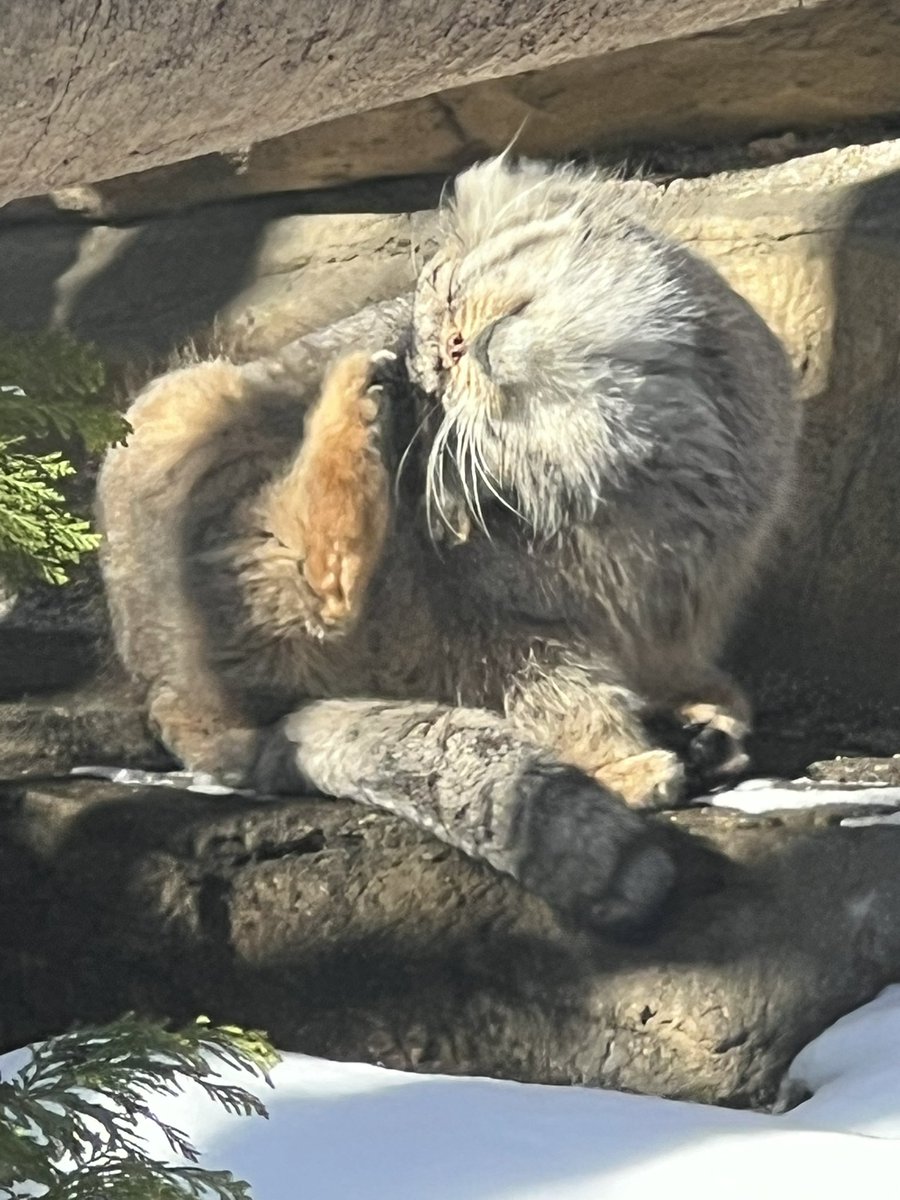 mucctk9655's tweet photo. カキカキ
#ポリー
#マヌルネコ
#那須どうぶつ王国 https://t.co/7YDFX6ltUj