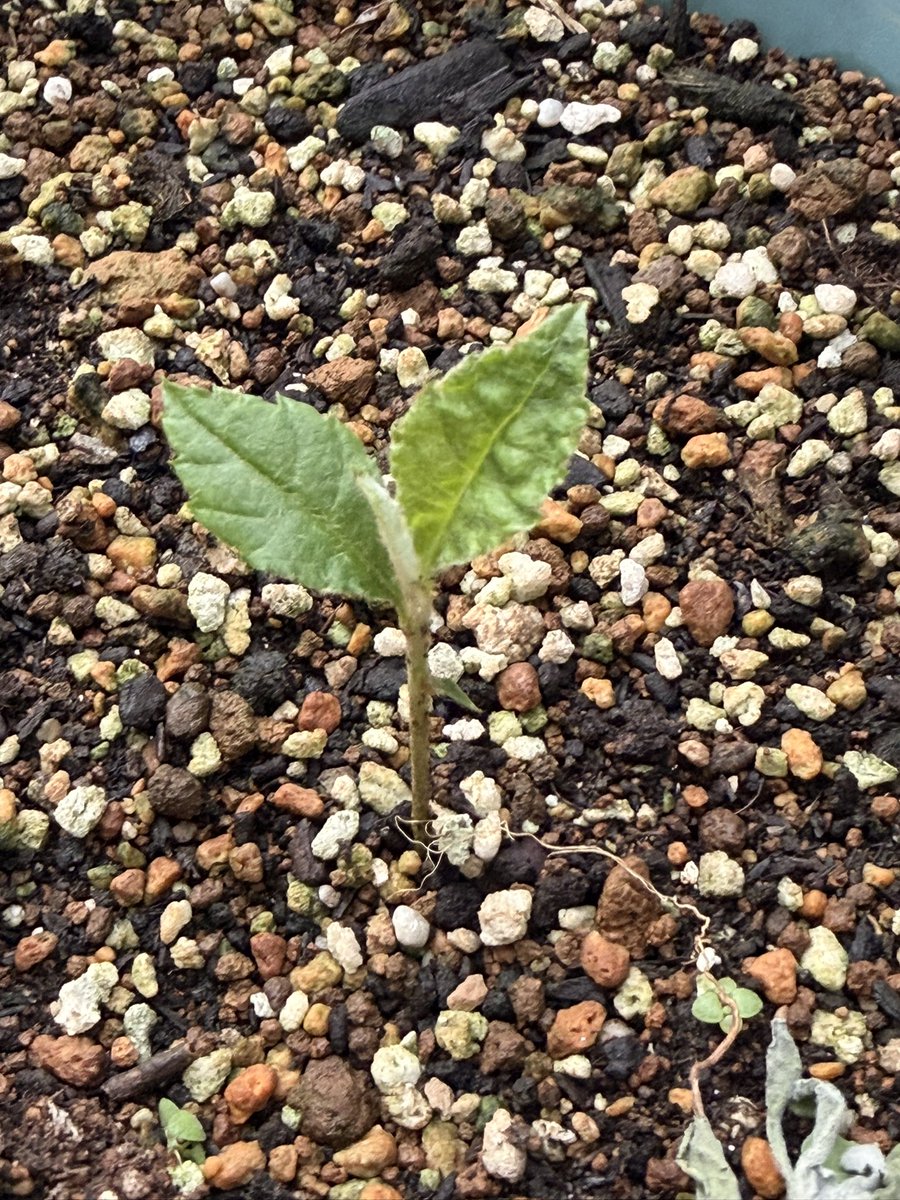 56Noratan's tweet photo. 友達がくれたビワを食べた後に、余ってる鉢に種を植えてみたら芽が出てきた🫪 https://t.co/scR01KZu7k